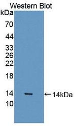 Myostatin Antibody in Western Blot (WB)