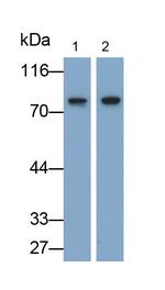 MX1 Antibody in Western Blot (WB)