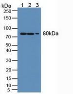 MX1 Antibody in Western Blot (WB)