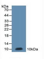 MT-ND5 Antibody in Western Blot (WB)