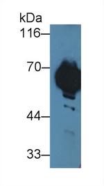 MT-ND5 Antibody in Western Blot (WB)