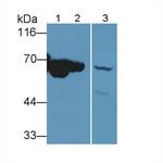 MT-ND5 Antibody in Western Blot (WB)