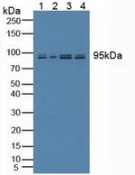 Nesprin 2 Polyclonal Antibody