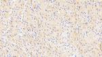 NOVA1 Antibody in Immunohistochemistry (Paraffin) (IHC (P))