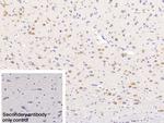 NOVA1 Antibody in Immunohistochemistry (Paraffin) (IHC (P))