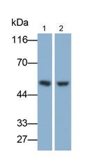NOVA1 Antibody in Western Blot (WB)