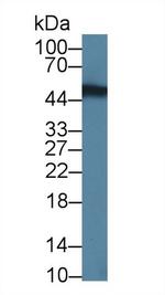 NOVA1 Antibody in Western Blot (WB)