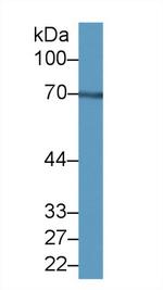 NCDN Antibody in Western Blot (WB)