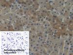 NNMT Polyclonal Antibody