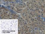 NNMT Antibody in Immunohistochemistry (Paraffin) (IHC (P))