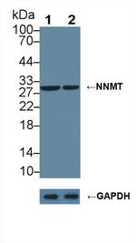 NNMT Antibody in Western Blot (WB)