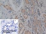 NOSIP Antibody in Immunohistochemistry (Paraffin) (IHC (P))