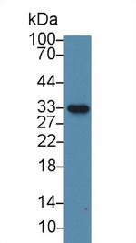 NOSIP Antibody in Western Blot (WB)