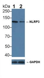 NLRP3 Polyclonal Antibody