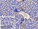NOTCH2NL Antibody in Immunohistochemistry (Paraffin) (IHC (P))