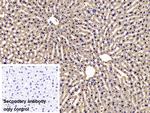 NOTCH2NL Antibody in Immunohistochemistry (Paraffin) (IHC (P))
