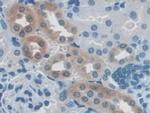NXN Antibody in Immunohistochemistry (Paraffin) (IHC (P))