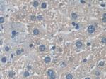 NXN Antibody in Immunohistochemistry (Paraffin) (IHC (P))