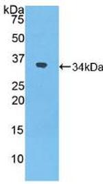NXN Antibody in Western Blot (WB)
