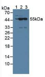 NXN Antibody in Western Blot (WB)