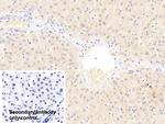 NUMB Antibody in Immunohistochemistry (Paraffin) (IHC (P))
