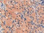 OIT3 Antibody in Immunohistochemistry (Paraffin) (IHC (P))