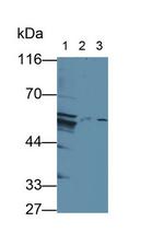 OIT3 Antibody in Western Blot (WB)