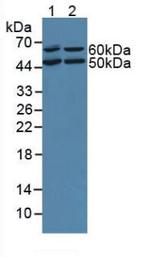OIT3 Polyclonal Antibody