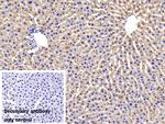 OSMR Antibody in Immunohistochemistry (Paraffin) (IHC (P))