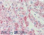 ORM2 Antibody in Immunohistochemistry (Paraffin) (IHC (P))