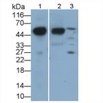 ORM2 Antibody in Western Blot (WB)