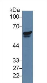 PAK2 Antibody in Western Blot (WB)