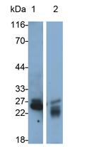 CELA1 Polyclonal Antibody