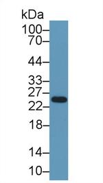 CELA1 Antibody in Western Blot (WB)