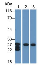 CELA1 Antibody in Western Blot (WB)
