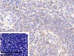 DJ-1 Antibody in Immunohistochemistry (Paraffin) (IHC (P))