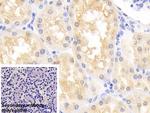 DJ-1 Antibody in Immunohistochemistry (Paraffin) (IHC (P))