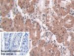 Pepsin Antibody in Immunohistochemistry (Paraffin) (IHC (P))