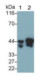 Pepsin Antibody in Western Blot (WB)
