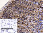 PGA5 Antibody in Immunohistochemistry (Paraffin) (IHC (P))