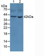 PGA5 Antibody in Western Blot (WB)
