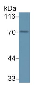 Peptidylarginine Deiminase Polyclonal Antibody
