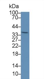 PEX2 Antibody in Western Blot (WB)