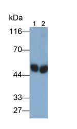 PAH Antibody in Western Blot (WB)