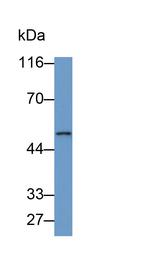 PAH Antibody in Western Blot (WB)