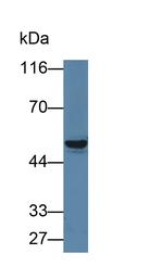 PAH Antibody in Western Blot (WB)