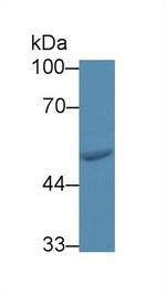FARS2 Antibody in Western Blot (WB)