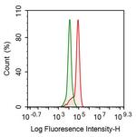 PFKP Antibody in Flow Cytometry (Flow)