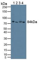 PFKP Antibody in Western Blot (WB)