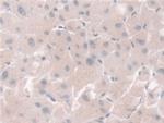 PGM1 Antibody in Immunohistochemistry (Paraffin) (IHC (P))